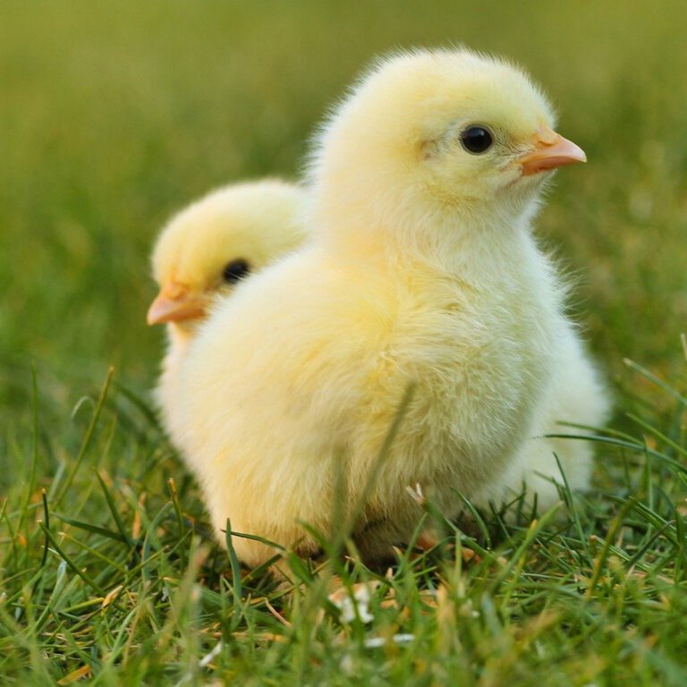 chicks-5014152_1280